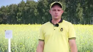 Опыты по яровому рапсу