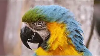 nature | parrots | Birds | forest | trees | beautiful and realistic scenes | sleep | 🦜🏞️⛰️🐦🌳🤩😍🥰💕❤️😴💤
