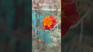 #nature#realnature##shorts #trendingshorts#viralvideo#youtubeshorts#viral#love#song#youtube#more🌼🌼🌺🌺