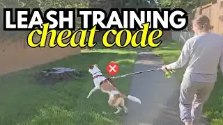 3 Simple Ways to Make Leash Training Work in the Real World