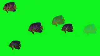 Green Screen | Chroma Key | Animal 4K | Fish
