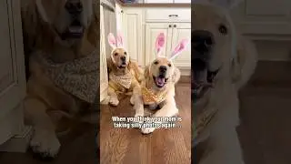 Happy Easter from these two golden retriever bunnies! #shorts #shortsvideo #dogshorts #asmreating