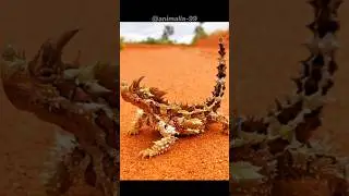 This is THORNY DEVIL 😈😱 The Most Interesting Animal in the world. #shorts #youtubeshorts