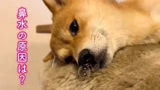 鼻水が止まらないので病院へ行ってきました
