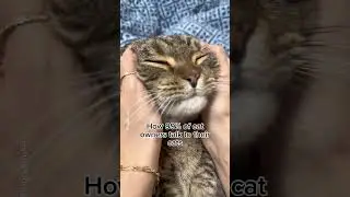 Как 99% владельцев кошек разговаривают со своими котами #шорты #смешно #кот