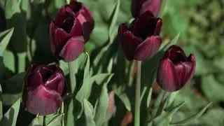 Black Jack - Tulip  🌷🌷🌷  vdqbulbs.com.au