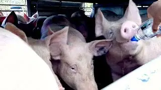 Vigil with Essex Pig Save