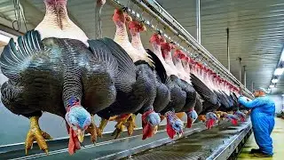 Как готовится рождественская индейка 🦃 | Внутри производства индейки на День благодарения