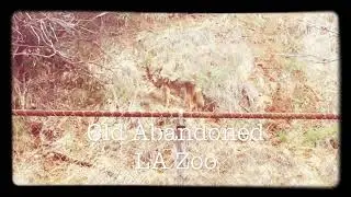 Abandoned LA Zoo, Griffith Park, Los Angeles, Ca.