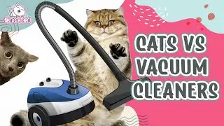 Cats Vs Vacuums 🙀  😹 Funny Cats Reactions To Vacuum Cleaners 🐾
