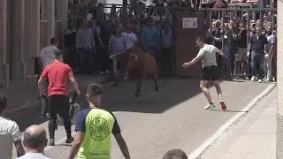 Nava del Rey 2024 Toro de la Funcion, matinal