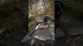 A puppy-friendly hike on Craggy Pinnacle #travel #travelvlog #traveldog #dogfriendly #doberman