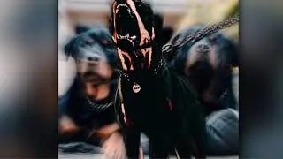 Too Cockyy & Clox 4L - Diamond Rottweiler