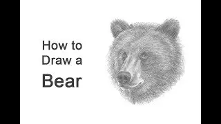 How to Draw a Bear (Head Detail)