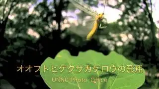オオフトヒゲクサカゲロウ Italochrysa nigrovenosa  in flight