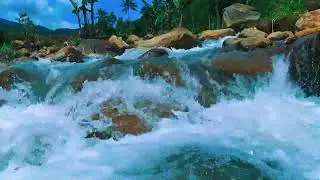 River Flow Sleep ASMR | Forest Stream Water Relax