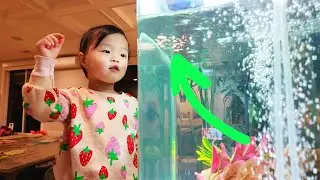 Best Food for Goldfish & Koi? TetraPond Pond Flakes Review