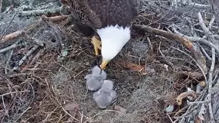 Anna II up and feed lunch to both eaglets | Kisatchie National Forest E-1 | Jan 23, 2026