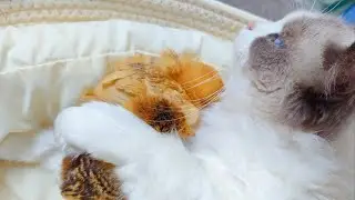 Kitten and Chicken's Unbelievable Bond, Unbelievable Animal Connection!