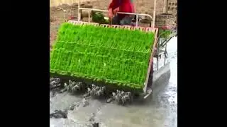 Хитойда шоли экиш жараёни👏