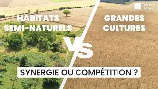 Habitats semi-naturels VS grandes cultures : synergie ou compétition ?