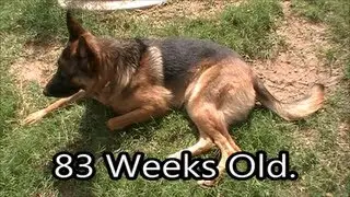 Star at 83 Weeks Old. (Mar. 25th 2013)