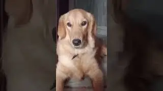 #funny #labrador #comedy #lab #memes #dog #pets #shortsfeed