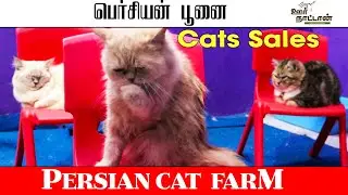 Ферма персидских кошек | Котята | Разнообразие пород кошек | Методы ухода за персидскими кошками ...
