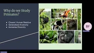 Lab 8: Primate Adaptations Lecture