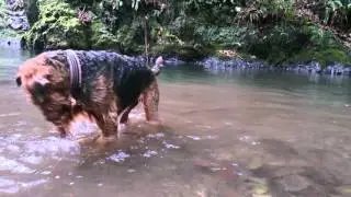 Airedale terrier is swimming!