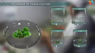 Grade 9: Tissue Culture Technique in plants