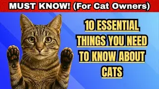 10 Things Every Cat Owner Must Know! 🐾