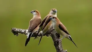 Indian Silverbill birds flock