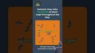 Ants Don&rsquo;t Sleep Like Humans 😱 | Amazing Insect Facts