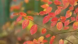 Autumn Leaves Falling (Official Music Video) by Rastapoupajami
