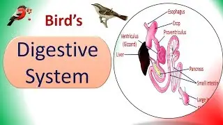 Digestive System | Birds | Structure & Physiology