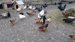 Curtea cu păsări
