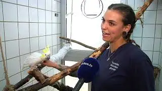 Ganz alleine: Gelbwangenkakadu sucht weiblich, ledig, jung!