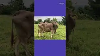 Smart cow uses a brush as a tool in viral video