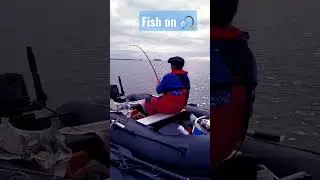 Bristol channel fish on