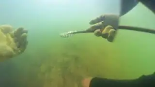 Tampa bay canal spearfishing sheepshead 