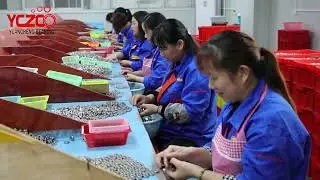 YCZCO manufacture bearing and roller