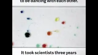 Why these colored water droplets seem to be alive