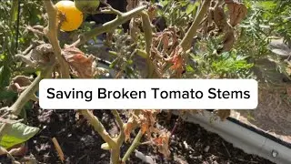 Saving Broken Tomato Stems | Tomato Propagation