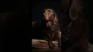 obesity in dogs| Labrador retriever dogs| genetic mutation #biology #science #dogslife #dog