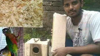 after 13 months age hone k Baad breeding box or nesting diya yellow side conures ko