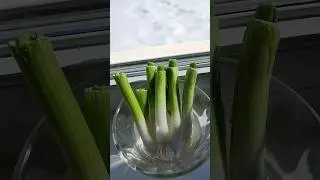 Cebollin o Cebolla de Verdeo en 7 dias sin semillas. #huerta #jardin #huertaencasa #huerto