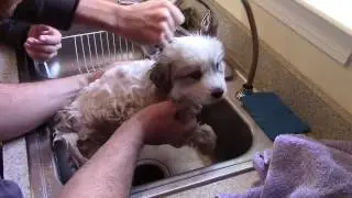Dawn flea bath on a six week old Great Pyrenees
