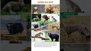 Top 10 Mountain Animals | पर्वतीय जानवरों के नाम और रोचक तथ्य | Nature Shorts