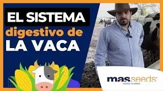🥛 PRODUCCI&Oacute;N LECHERA ▶︎ Descubre como funciociona el SISTEMA DIGESTIVO de la VACA 🐮